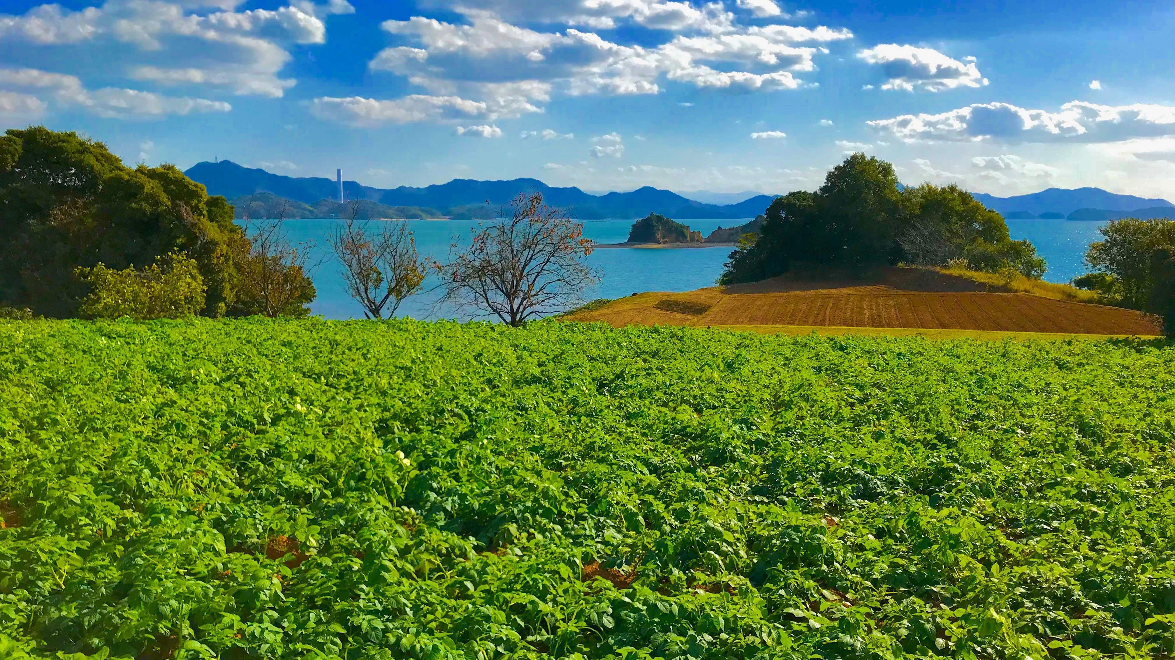 甘くてもっちり安芸津じゃがいも ~東広島市安芸津町~